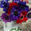 Cornish Anemones