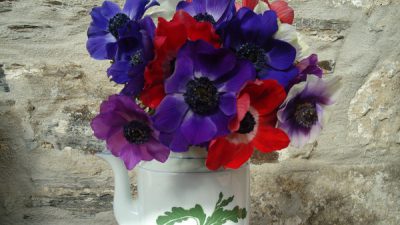 Cornish Anemones