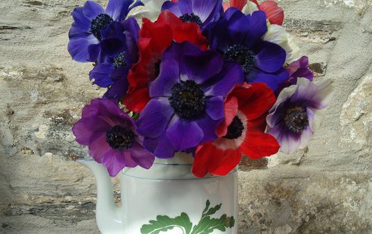 Cornish Anemones