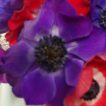 Cornish Anemones close up