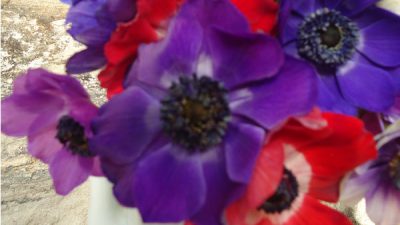 Cornish Anemones close up
