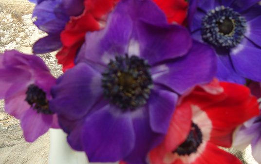 Cornish Anemones close up