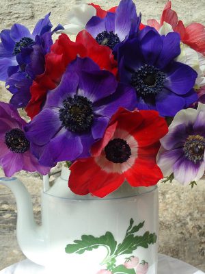 Anemones in jug