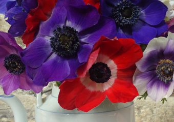 Anemones in jug