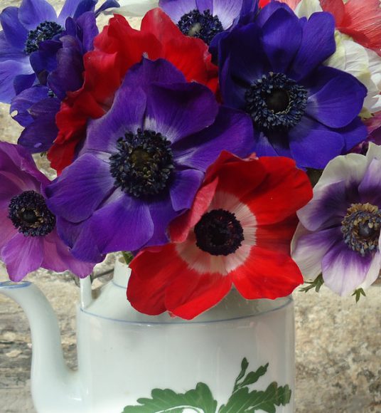 Anemones in jug