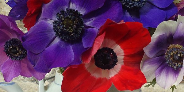 Anemones in jug