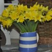 Daffodils from Cornwall