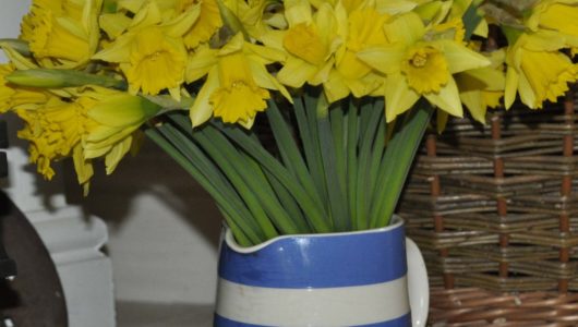 Daffodils from Cornwall