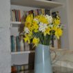 Daffodils and Scented Narcissi