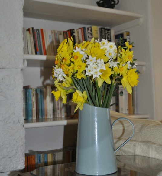 Daffodils and Scented Narcissi