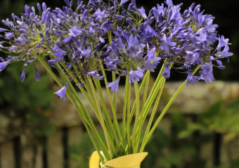 Cornish Agapanthus in a jug