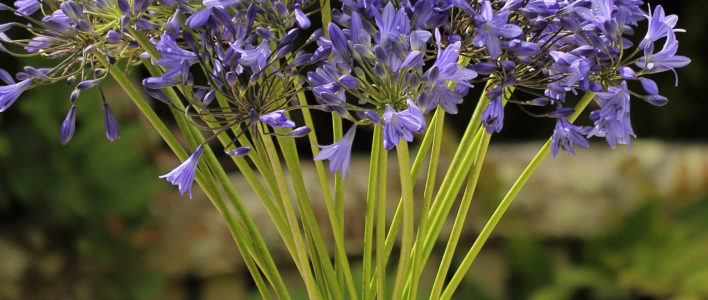 Cornish Agapanthus in a jug