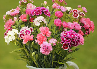 Sweet William and Pinks