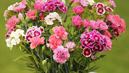 A jug of Sweet William and scented Pinks in shades of pink and white. Fresh Cut flowers. Jug not included.