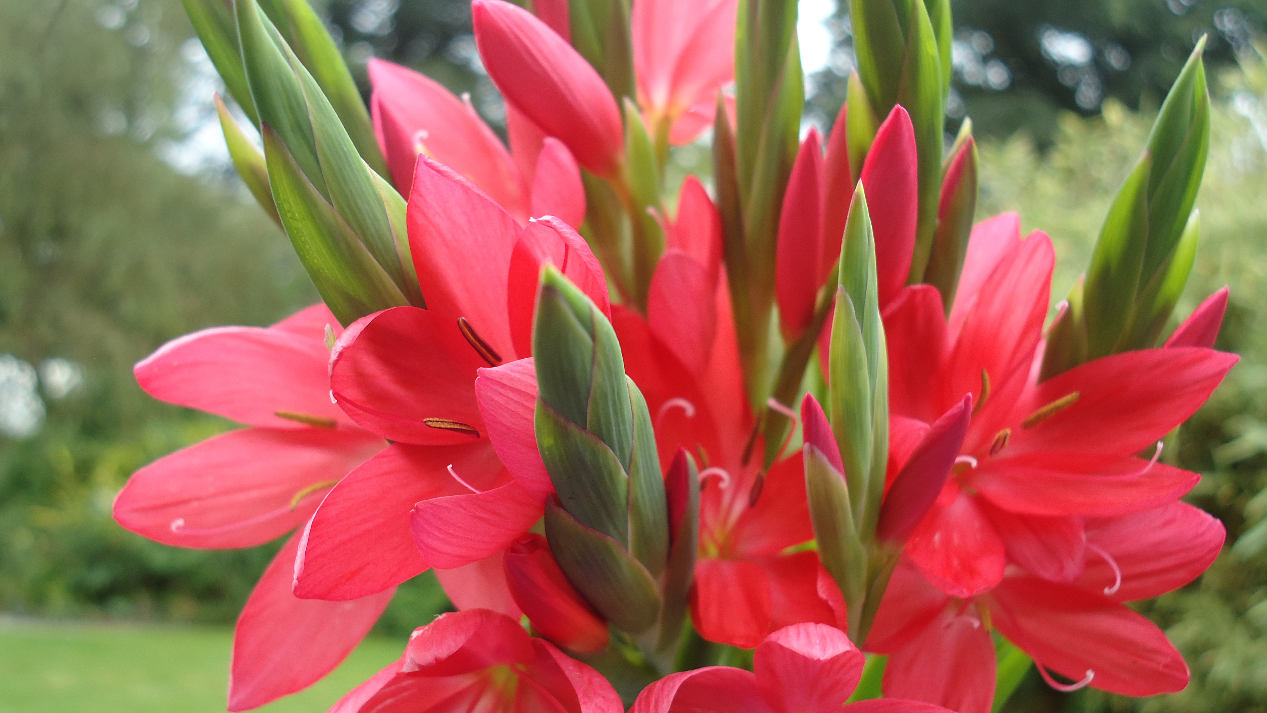 Kaffir lily plants