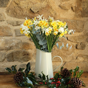 Christmas Scented Narcissi