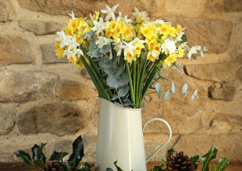 Christmas Scented Narcissi