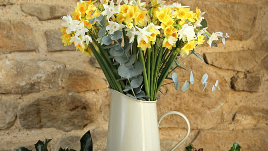 Christmas Scented Narcissi