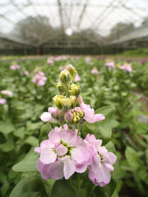 stocks-growing-in-glasshouse