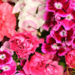 Close up of Scented Pinks and Sweet William in shades of white and pinks.