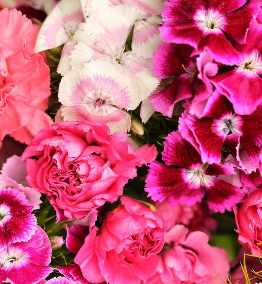 Close up of Scented Pinks and Sweet William in shades of white and pinks.