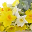 Close up of Yellow and White Narcissus