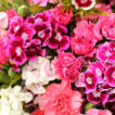 Close up of Scented Pinks and Sweet William in shades of white and pinks.