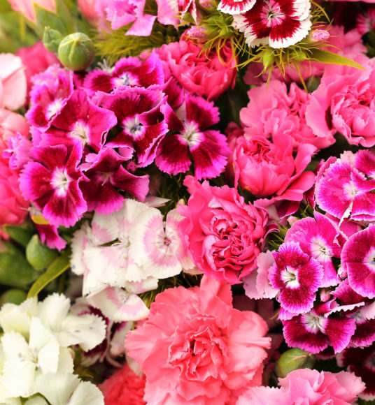 Close up of Scented Pinks and Sweet William in shades of white and pinks.