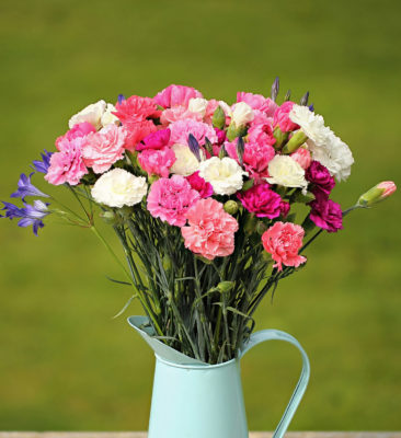 Scented Pinks - Cornish Blooms