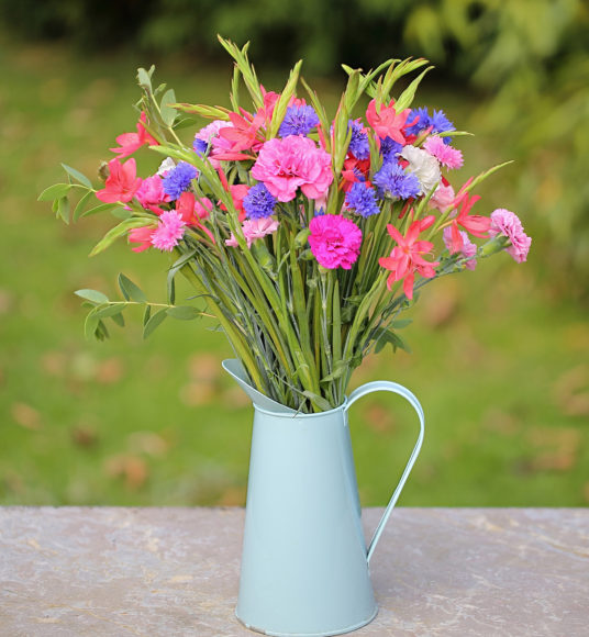 cornish pinks, kaffirs, cornflower
