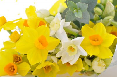 White and Yellow Narcissi