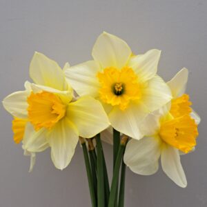 Cornish Daffodils