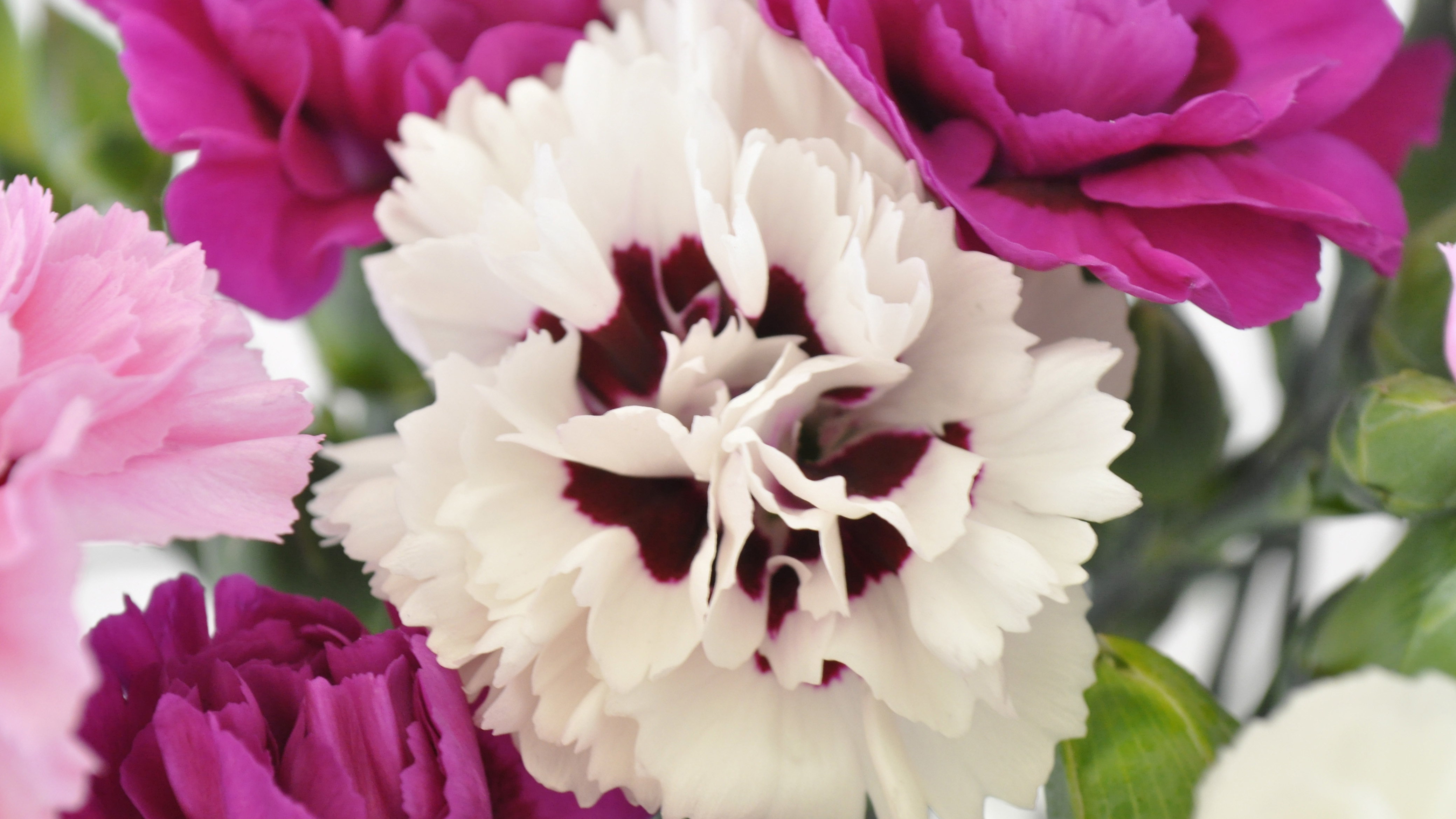 scented-pinks-cornish-blooms