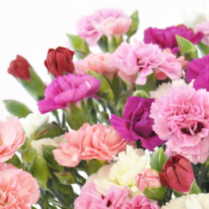 Close up of Cornish Scented Pinks in White. Pinks and Reds.