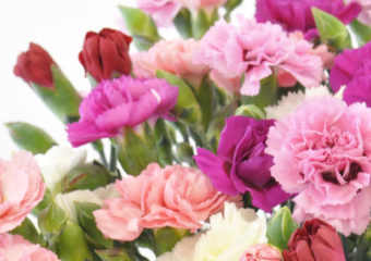 Close up of Cornish Scented Pinks in White. Pinks and Reds.
