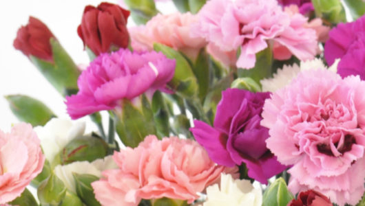 Close up of Cornish Scented Pinks in White. Pinks and Reds.