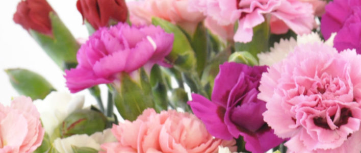 Close up of Cornish Scented Pinks in White. Pinks and Reds.