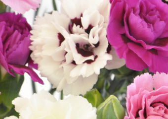 A close up of scented Cornish Pinks in Pink and White. Fresh Cut flowers