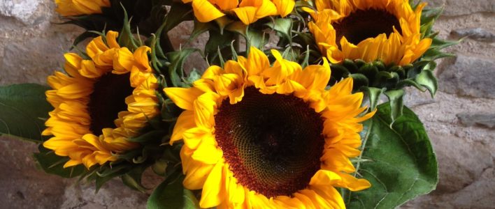 7 stems of large headed yellow Sunflowers