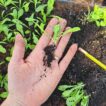 A hand holding a statice seedling showing its leaves and strong roots.