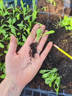 A hand holding a statice seedling showing its leaves and strong roots.