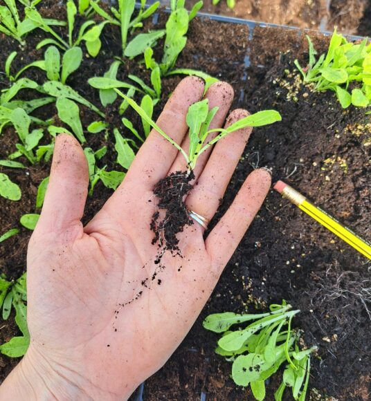 A hand holding a statice seedling showing its leaves and strong roots.