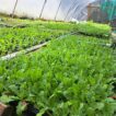 A close up of vibrant green Statice seedlings in a Polytunnel