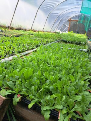 A close up of vibrant green Statice seedlings in a Polytunnel