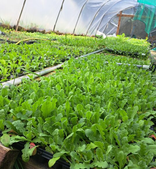 A close up of vibrant green Statice seedlings in a Polytunnel