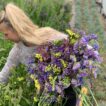 A lady picking Statice in a polytunnel. She has an armful of Statice in Blues, Purples and Yellows.
