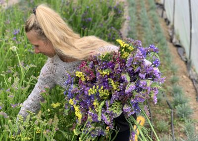 A lady picking Statice in a polytunnel. She has an armful of Statice in Blues, Purples and Yellows.