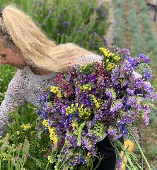 A lady picking Statice in a polytunnel. She has an armful of Statice in Blues, Purples and Yellows.