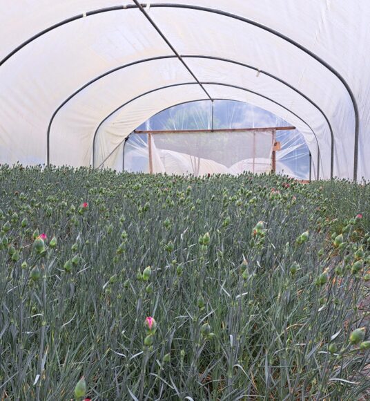 Scented Pinks growing in a polytunnel in May.