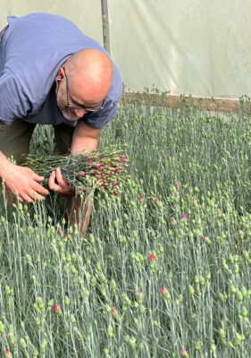 A man picking scented Pinks in a polytunnel